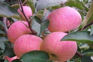 国光苹果 - 和风乐游农庄