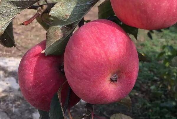 国光苹果(图1) 国光苹果(图1)