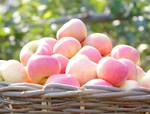 国光苹果(图2) 国光苹果(图2)