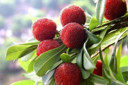 杨梅 - 和风乐游农庄