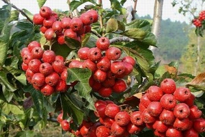 兴隆山楂 - 和风乐游农庄