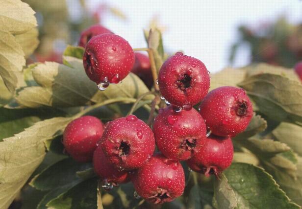 兴隆山楂(图2) 兴隆山楂(图2)