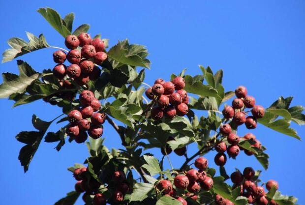 兴隆山楂(图1) 兴隆山楂(图1)