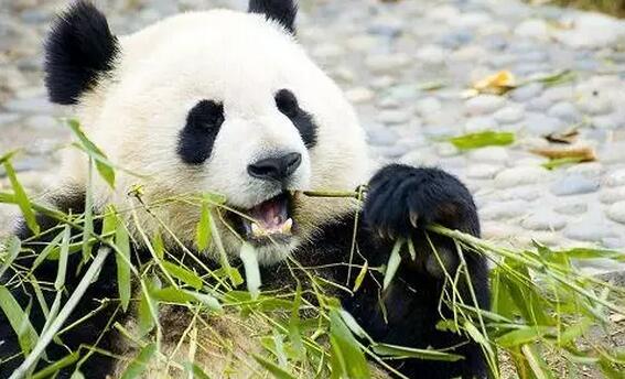 安吉竹博园游玩攻略，竹海熊猫共赏的生态乐园体验-和风乐游农庄(图1)