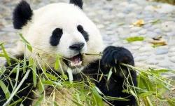 安吉竹博园游玩攻略，竹海熊猫共赏的生态乐园体验-和风乐游农庄 - 和风乐游农庄