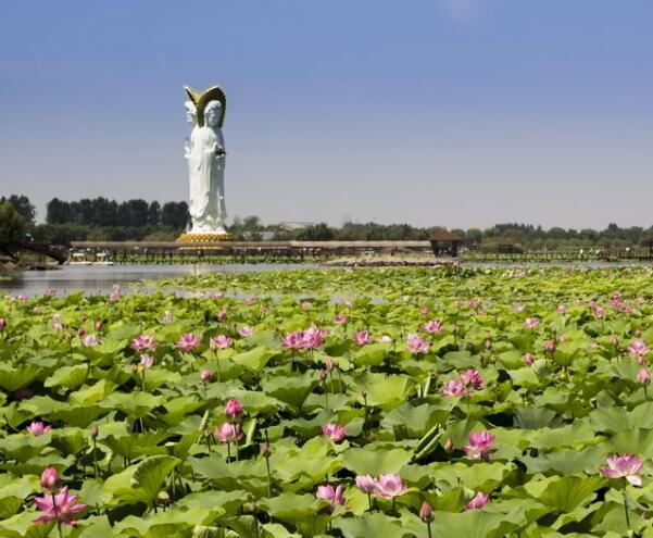 荷花大观园(图1)