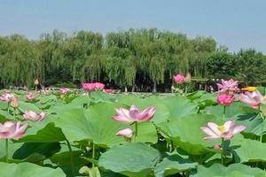 荷花大观园 - 和风乐游农庄