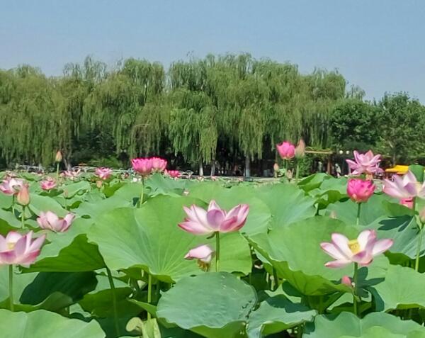 荷花大观园(图3)