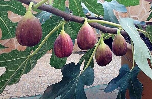 无花果(图1)