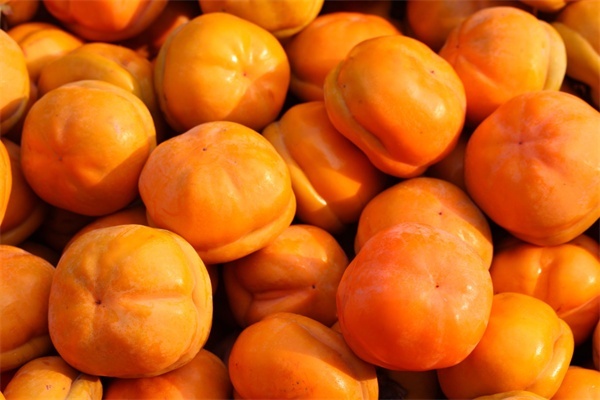 满城磨盘柿(图1)