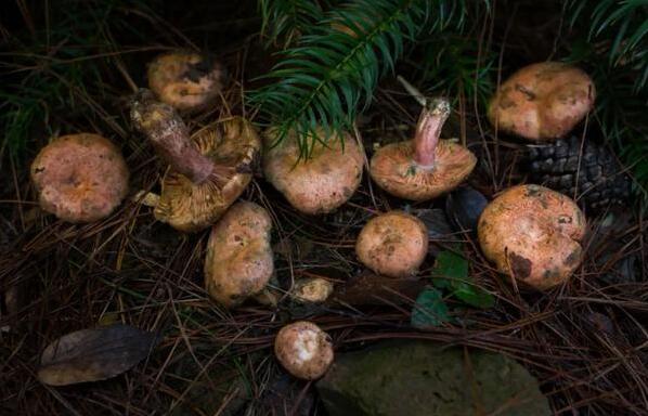 雁来蕈(图1) 雁来蕈(图1)