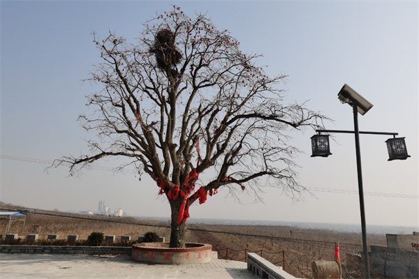 满城磨盘柿(图2)