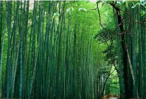 安吉骑行攻略推荐三條絕美路線享受竹海自由行-和风乐游农庄(图2)