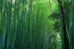 竹博园闹水节开启夏日清凉模式，多项水上活动等你体验-和风乐游农庄 - 和风乐游农庄