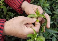 安吉白茶独特魅力：温度敏感型茶叶的神奇变色奥秘-和风乐游农庄 - 和风乐游农庄