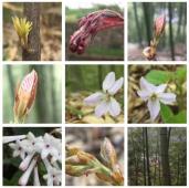 山乡春光美景如画 春天赏花采风正当时-和风乐游农庄 - 和风乐游农庄