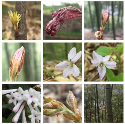 山乡春光美景如画 春天赏花采风正当时-和风乐游农庄(图1) 山乡春光美景如画 春天赏花采风正当时-和风乐游农庄(图1)