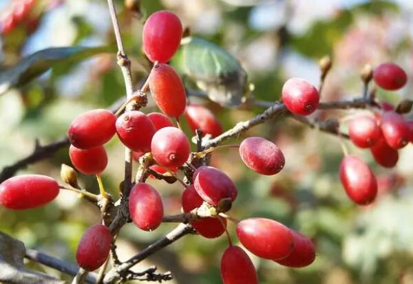 阳城山茱萸(图1)