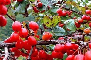 阳城山茱萸 - 和风乐游农庄
