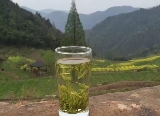 高山云雾茶海拔1000米原生态种植手工炒制甘雅清逸-和风乐游农庄(图1)