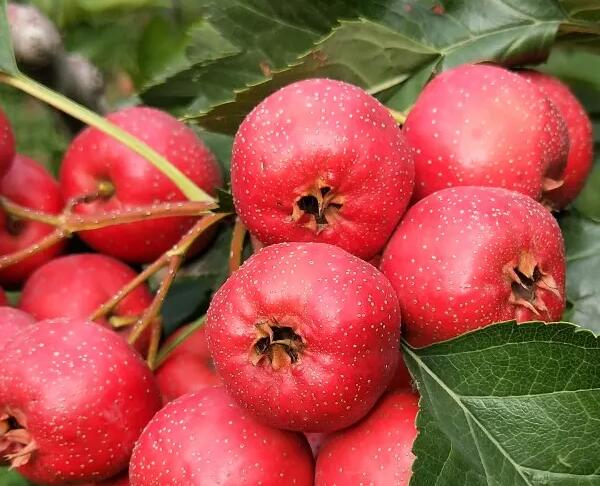 泽州红山楂(图1)