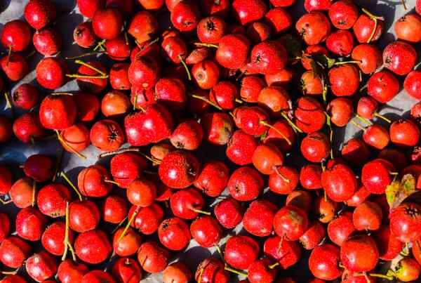 泽州红山楂(图2)