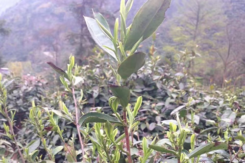 高山云雾茶海拔1000米原生态种植手工炒制甘雅清逸-和风乐游农庄(图2)