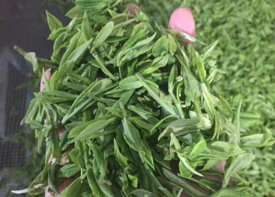 高山云雾茶海拔1000米原生态种植手工炒制甘雅清逸-和风乐游农庄(图3)