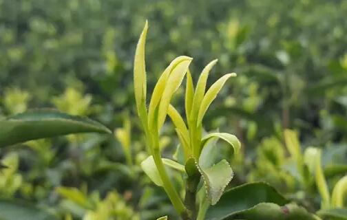 安吉白茶生态之美：探秘浙江天目山下的绿色传奇-和风乐游农庄(图1)