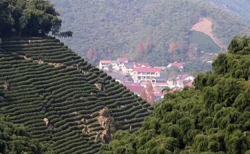 安吉白茶独特魅力:宋徽宗赞誉的珍贵茶叶品种-和风乐游农庄(图1) 安吉白茶独特魅力:宋徽宗赞誉的珍贵茶叶品种-和风乐游农庄(图1)