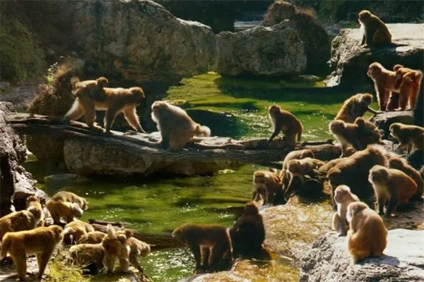 蟒河旅游自然保护区(图2)