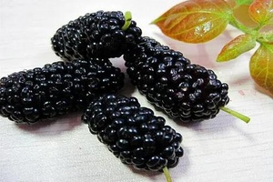 阳城桑椹 - 和风乐游农庄