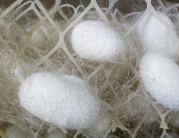 阳城蚕茧(图1) 阳城蚕茧(图1)