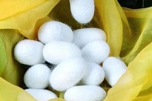 阳城蚕茧 - 和风乐游农庄