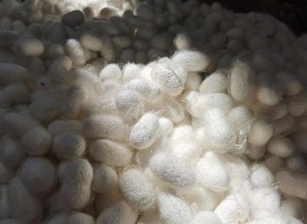 阳城蚕茧(图2) 阳城蚕茧(图2)