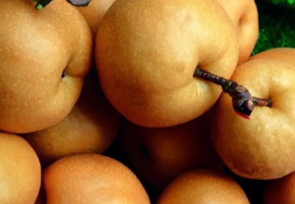 高平大黄梨(图2)