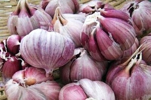 涿鹿紫皮大蒜 - 和风乐游农庄