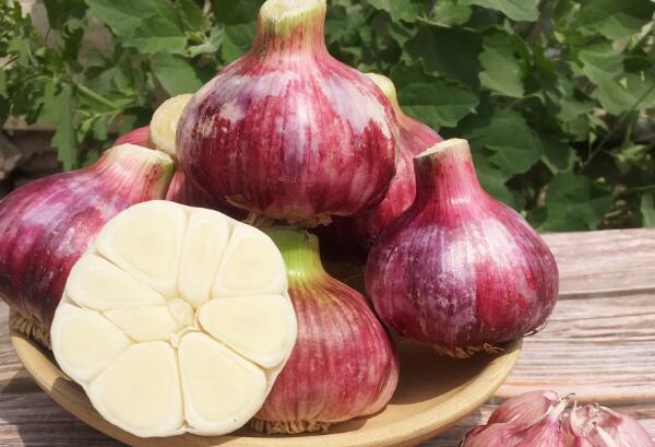 涿鹿紫皮大蒜(图2)