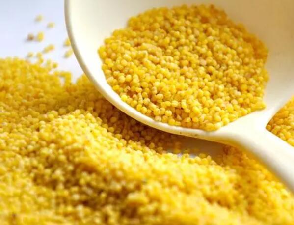 沁水黄小米(图2)