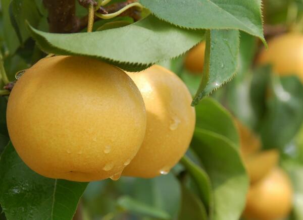 高平大黄梨(图1)