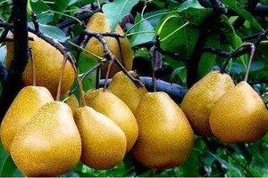 高平大黄梨 - 和风乐游农庄