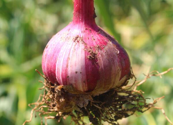 涿鹿紫皮大蒜(图1)