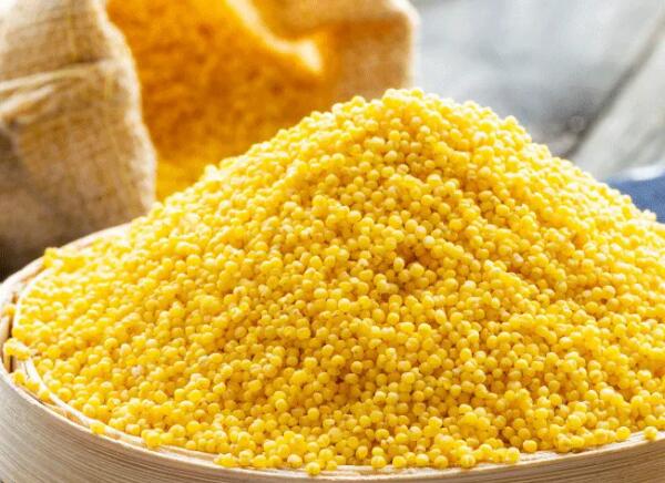 沁水黄小米(图1)