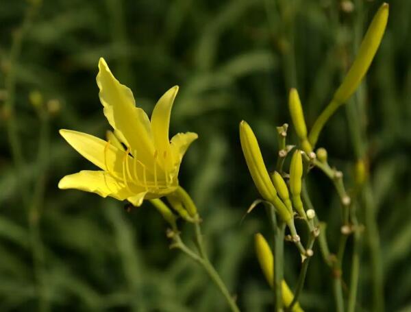 七须黄花菜(图1)
