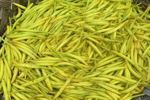 七须黄花菜 - 和风乐游农庄