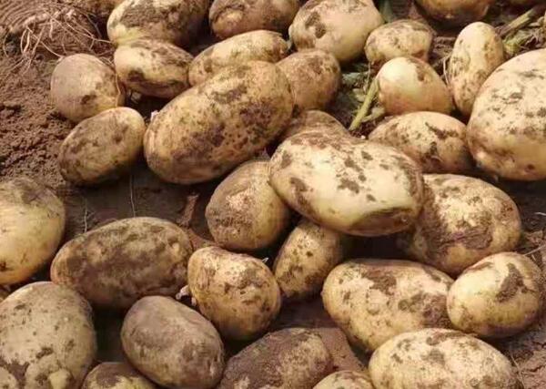 张北马铃薯(图1)