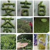 安吉白茶春茶采摘上市 品质保证价格优惠-和风乐游农庄 - 和风乐游农庄