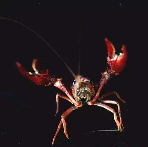 小龙虾清洗制作全攻略，香辣美味家庭烹饪秘籍-和风乐游农庄(图2)