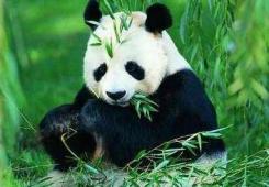 安吉山水熊猫两日游攻略 竹博园藏龙百瀑精彩行程推荐-和风乐游农庄 - 和风乐游农庄