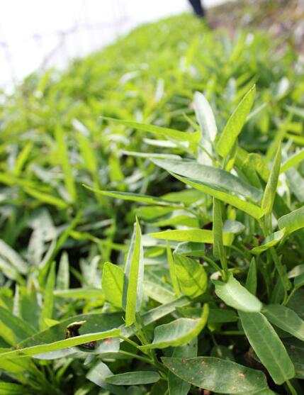 浙北第一高山村九亩田：海拔820米的世外桃源-和风乐游农庄(图6)